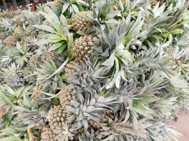 Ananas tropikal meyve arkaplanı veya dokusu