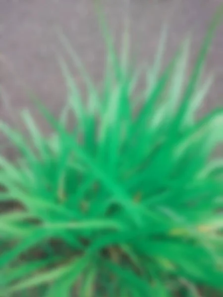 Blurred Green Vetiver Leaves — Stock Photo, Image