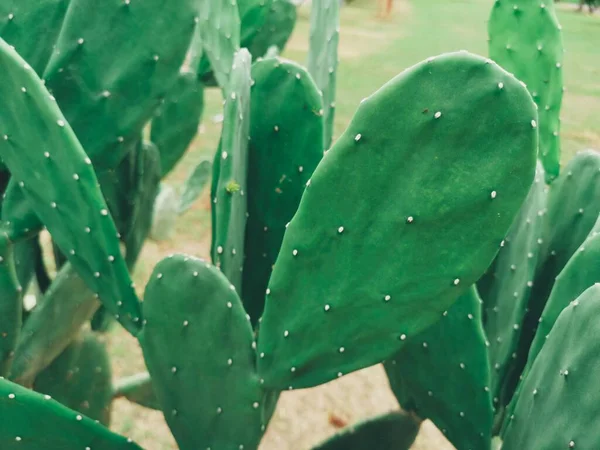 Nahaufnahme Der Kaktuspflanze — Stockfoto