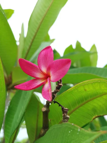 Roze Frangipani Tropische Bloemen Bladeren — Stockfoto