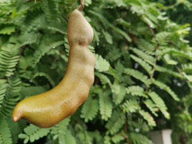 Ağaç üzerinde Tamarind ve yaprakları