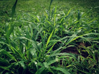 Green vetiver leaves background or texture clipart