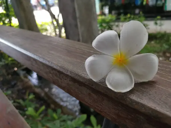 Valkoinen Frangipani Trooppisia Kukkia Puupöydälle — kuvapankkivalokuva
