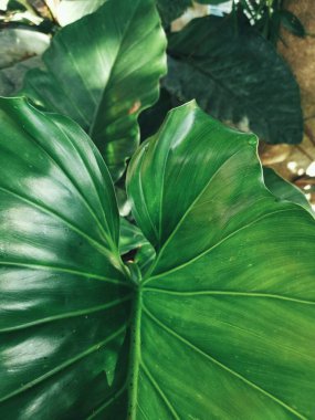 Yeşil tropik yaprakların güzelliği