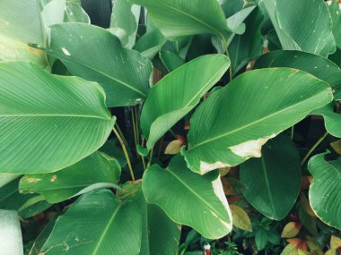 Yeşil tropik yaprakların güzelliği