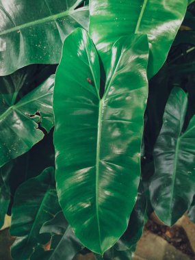 Yeşil tropik yaprakların güzelliği