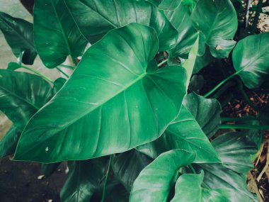 Yeşil tropik yaprakların güzelliği