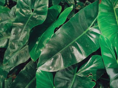 Yeşil tropik yaprakların güzelliği