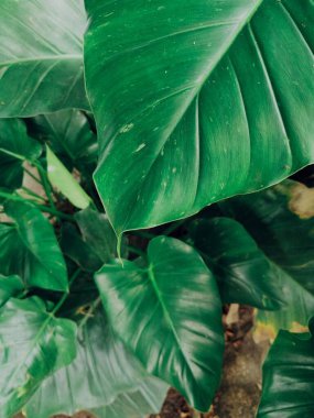 Yeşil tropik yaprakların güzelliği