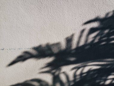 Tropikal yaprakların gölgesi