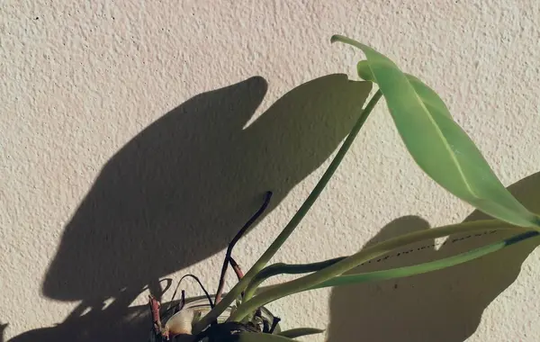 Beautiful of green tropical leaves with shadow