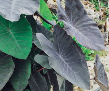 Yeşil tropik yaprakların güzelliği