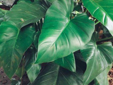 Yeşil tropik yaprakların güzelliği