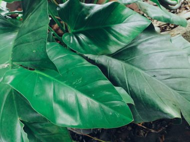 Yeşil tropik yaprakların güzelliği