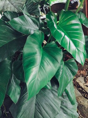 Yeşil tropik yaprakların güzelliği