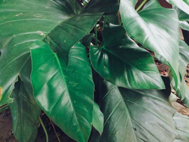 Yeşil tropik yaprakların güzelliği