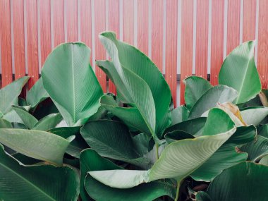 Yeşil tropik yaprakların güzelliği