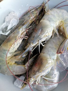 Taze karides deniz mahsullerini kapatın.