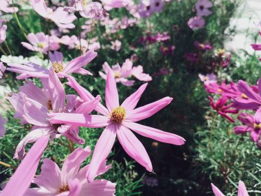 Bahçedeki pembe kozmos çiçeklerinin güzelliği