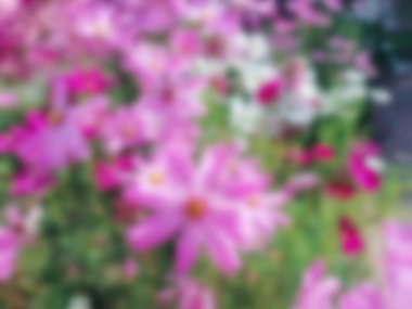 Bahçedeki pembe kozmos çiçekleriyle bulanık