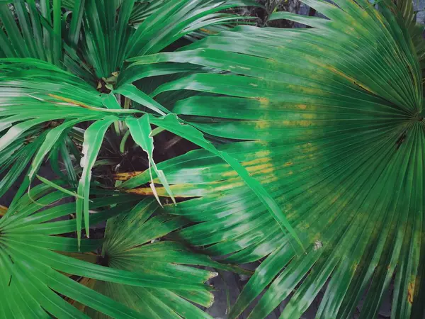 Hermosa Hojas Tropicales Verdes — Foto de Stock