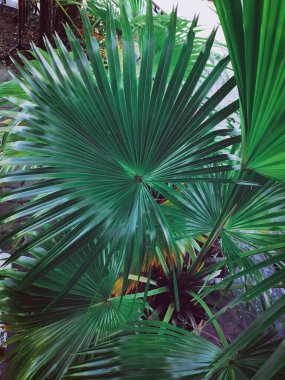 Yeşil tropik yaprakların güzelliği