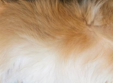 Köpek kürkü arka planı veya dokusu