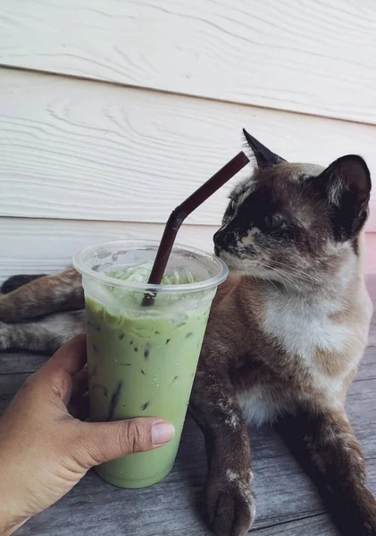 Green tea milk and cat