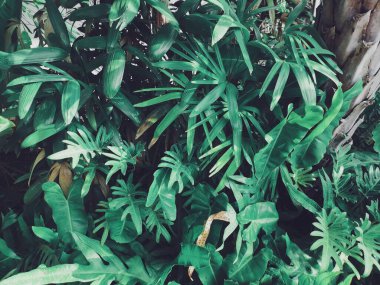 Yeşil tropik yaprakların güzelliği