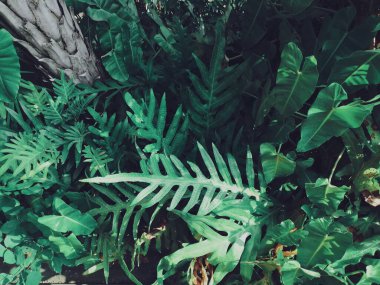 Yeşil tropik yaprakların güzelliği