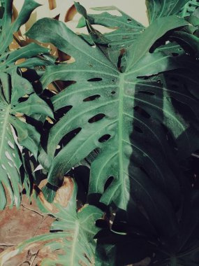 Yeşil tropik yaprakların güzelliği