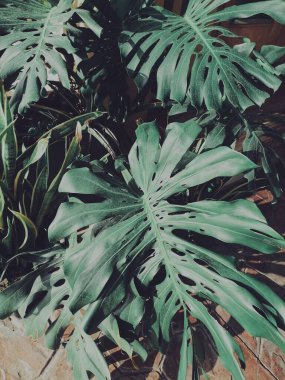 Yeşil tropik yaprakların güzelliği