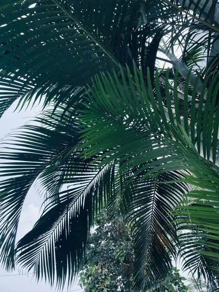 緑の熱帯の葉の美しい ストック画像