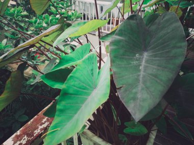 Yeşil tropik yaprakların güzelliği