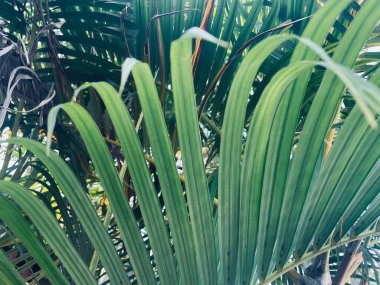 Yeşil tropik yaprakların güzelliği