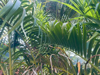 Yeşil tropik yaprakların güzelliği