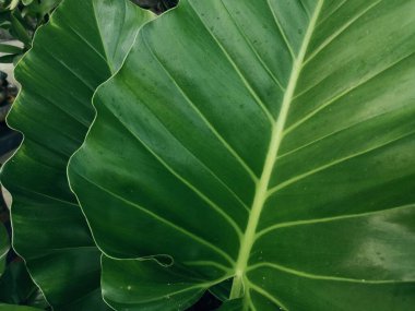 Yeşil tropik yaprakların güzelliği