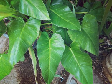 Yeşil tropik yaprakların güzelliği