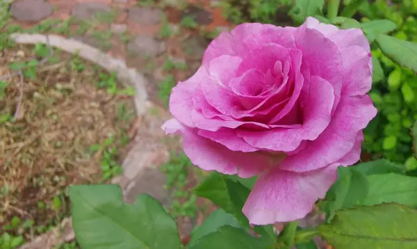Krásná Růžová Růže Stock Obrázky