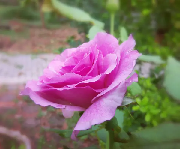Красива Рожева Квітка Троянди Стокове Фото