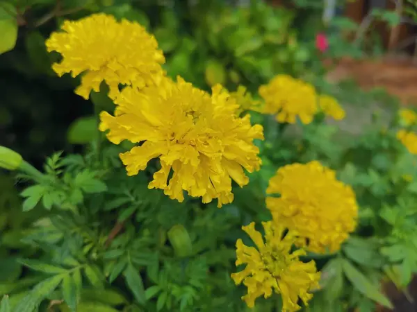 Hermosa Flores Crisantemo Amarillo Imágenes de stock libres de derechos