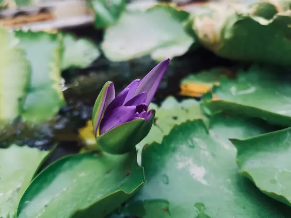 Hermosa Flores Loto Púrpura Tropical Con Hojas Verdes Imagen de archivo