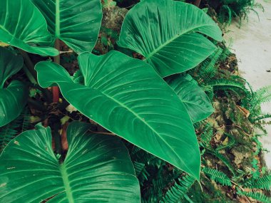 Yeşil tropik yaprakların güzelliği