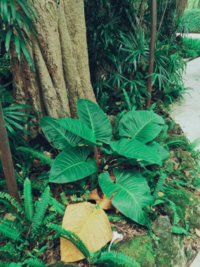 Yeşil tropik yaprakların güzelliği