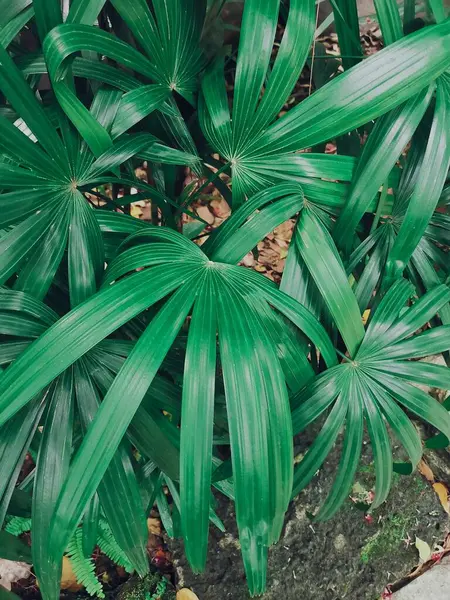 Bela Folhas Tropicais Verdes Fotografias De Stock Royalty-Free