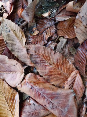 Kahverengi kurumuş yaprakların güzelliği