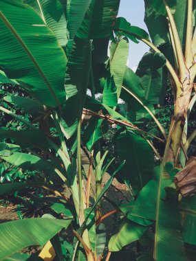 Muz yeşili tropik yaprakların güzelliği