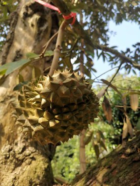 Ağaçtaki durian meyvesine yaklaş