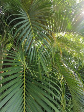 Yeşil tropik yaprakların güzelliği