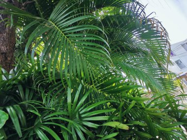 Yeşil tropik yaprakların güzelliği